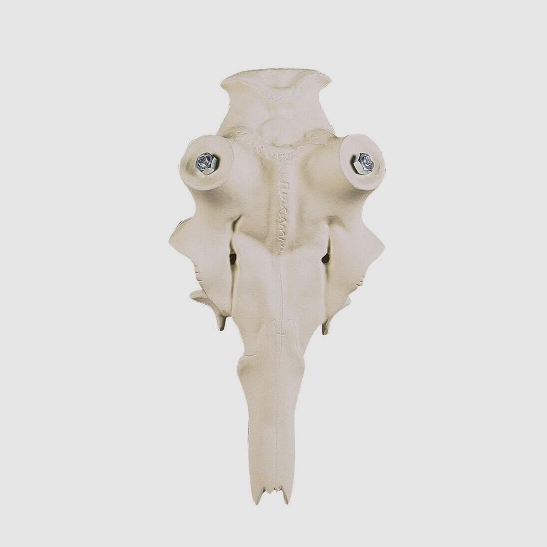 Aluminium hertogshert schedel - 50 mm