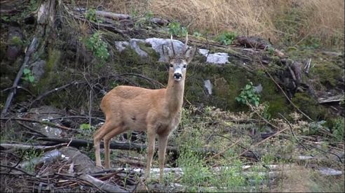 Bukkejakt Del 1, Rådyrjakt, Rådjursjakt, Roebuck calling, Bockjagd, med Jonas Breda