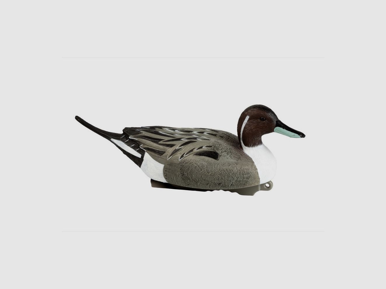Männliche Pilet-Ente HD Stepland