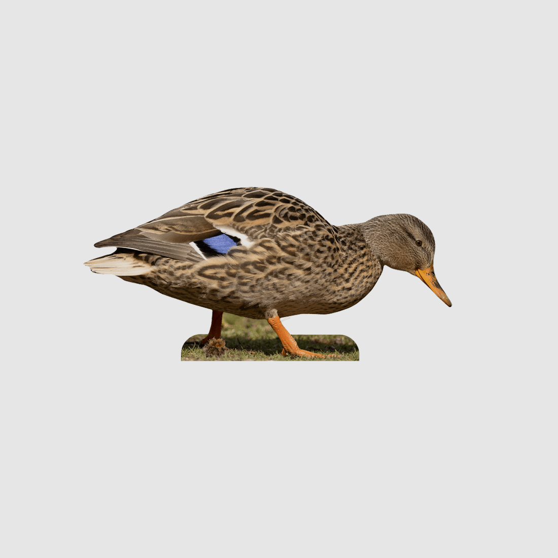 Animal Stand Mallard