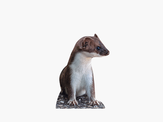 Soporte para animales comadreja