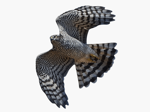Autocollants de protection des oiseaux pour fenêtres épervier