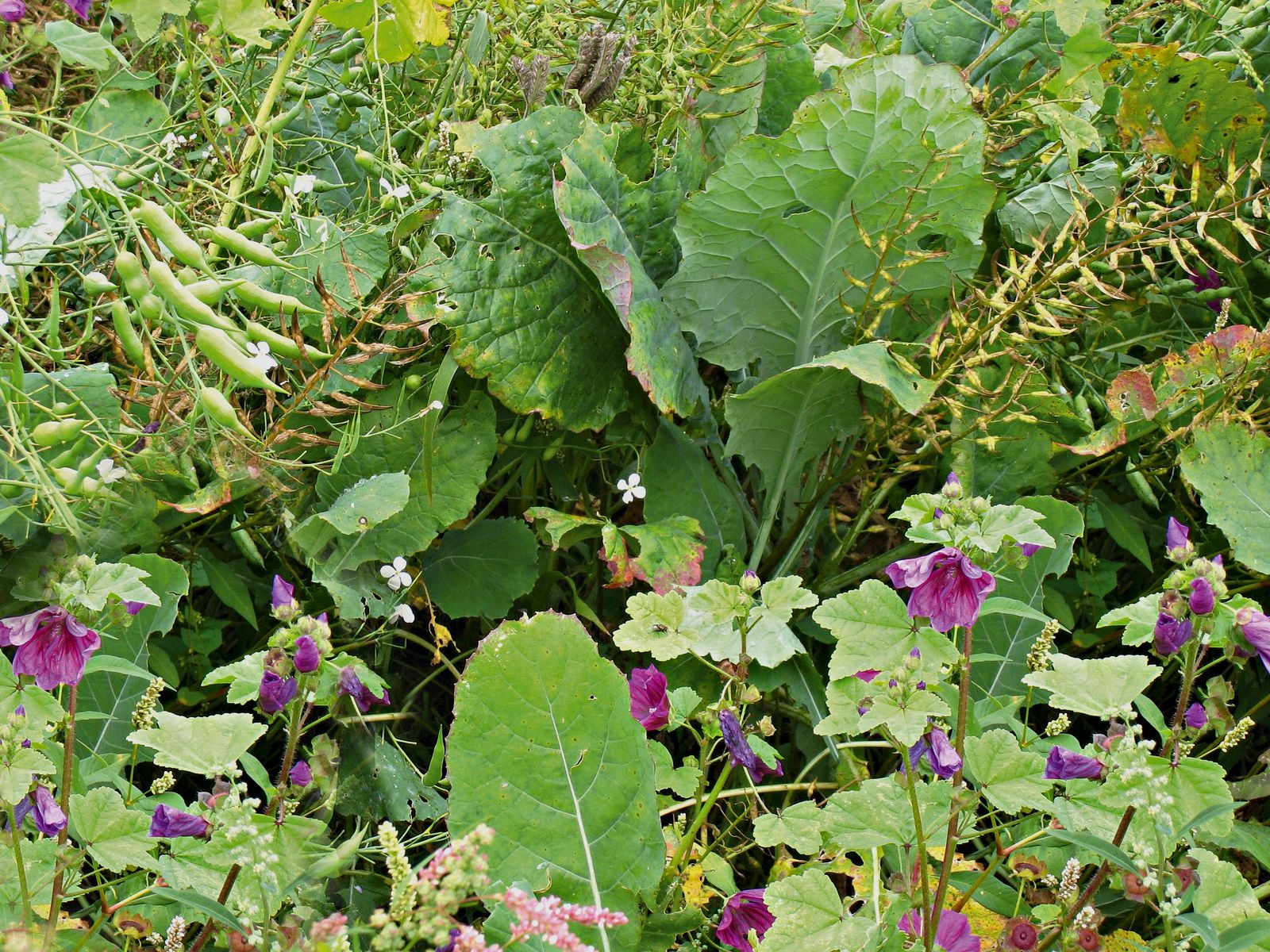 Wild cover mixture for heavy soils