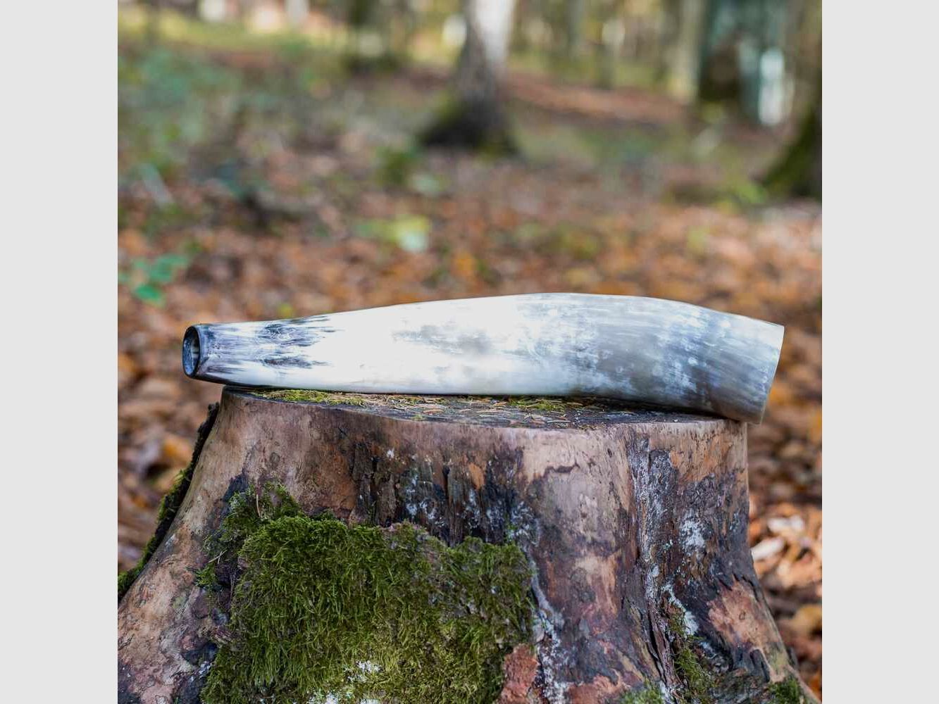 Weisskirchen Hirschruf Ochsenhorn, Bild 2 von 2