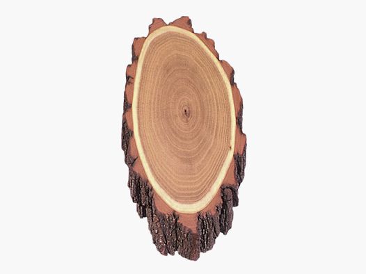 Deer antler shield acacia