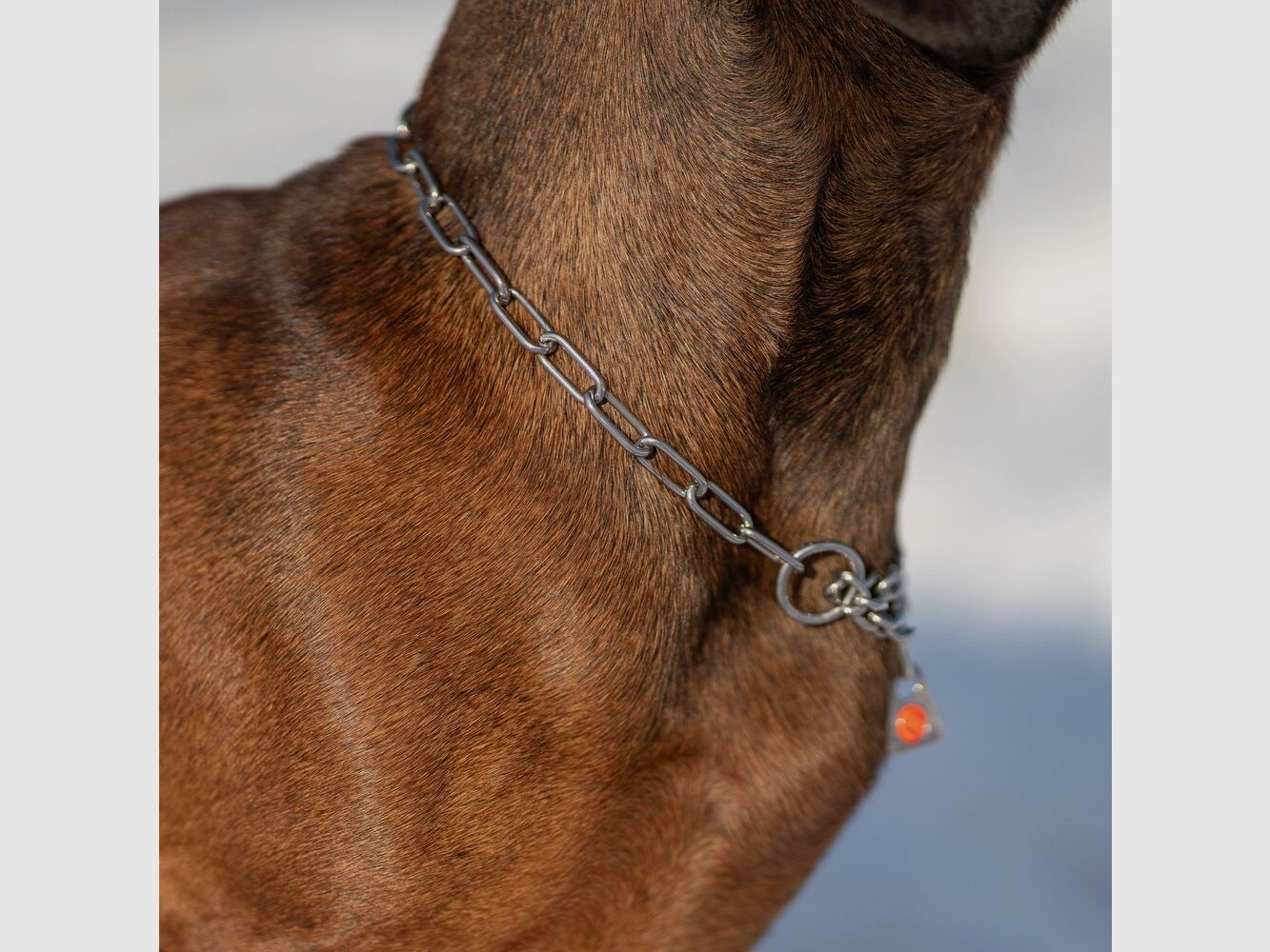 Sprenger Halsband mit Spannungsbegrenzer – lange Glieder (Silber – 34 cm), Bild 3 von 5