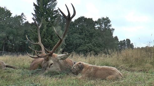 Erlegung im Erlenbruch - alter Hirsch liegt! Hirschbrunft in Polen - Pommern.