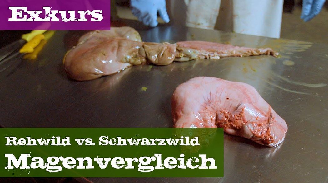 Magenvergleich - Rehwild vs. Schwarzwild - Exkurs Organe