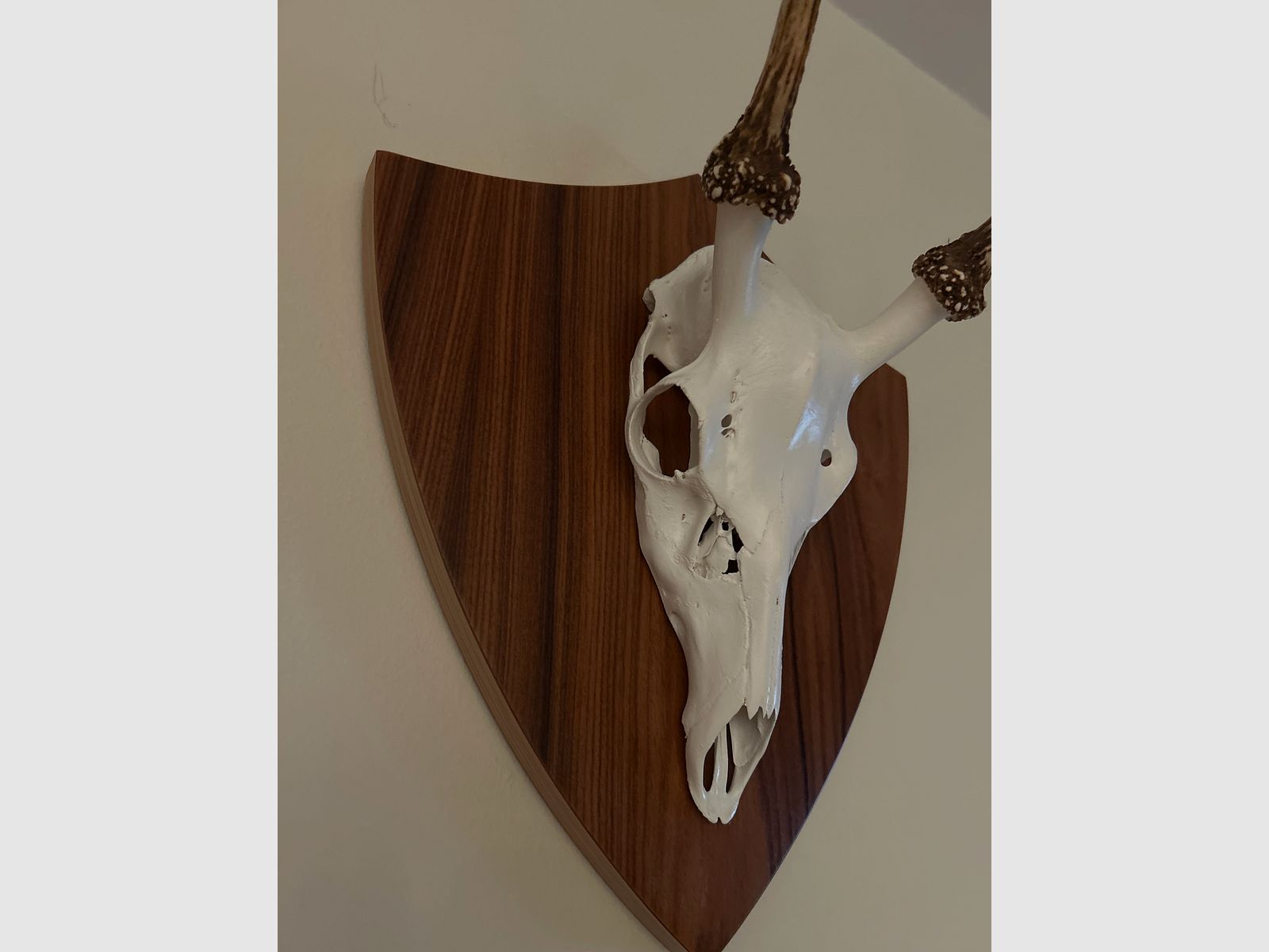Ich hab aus Kirschbaumholz selbstgemachte Trophäenschilder für Dam- und Sikawild.