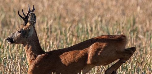The Best Equipment for Buck Hunting