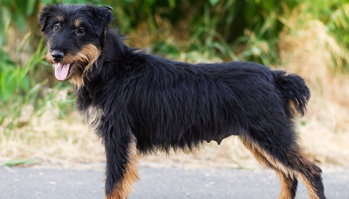 Rasseprofil: Deutscher Jagdterrier
