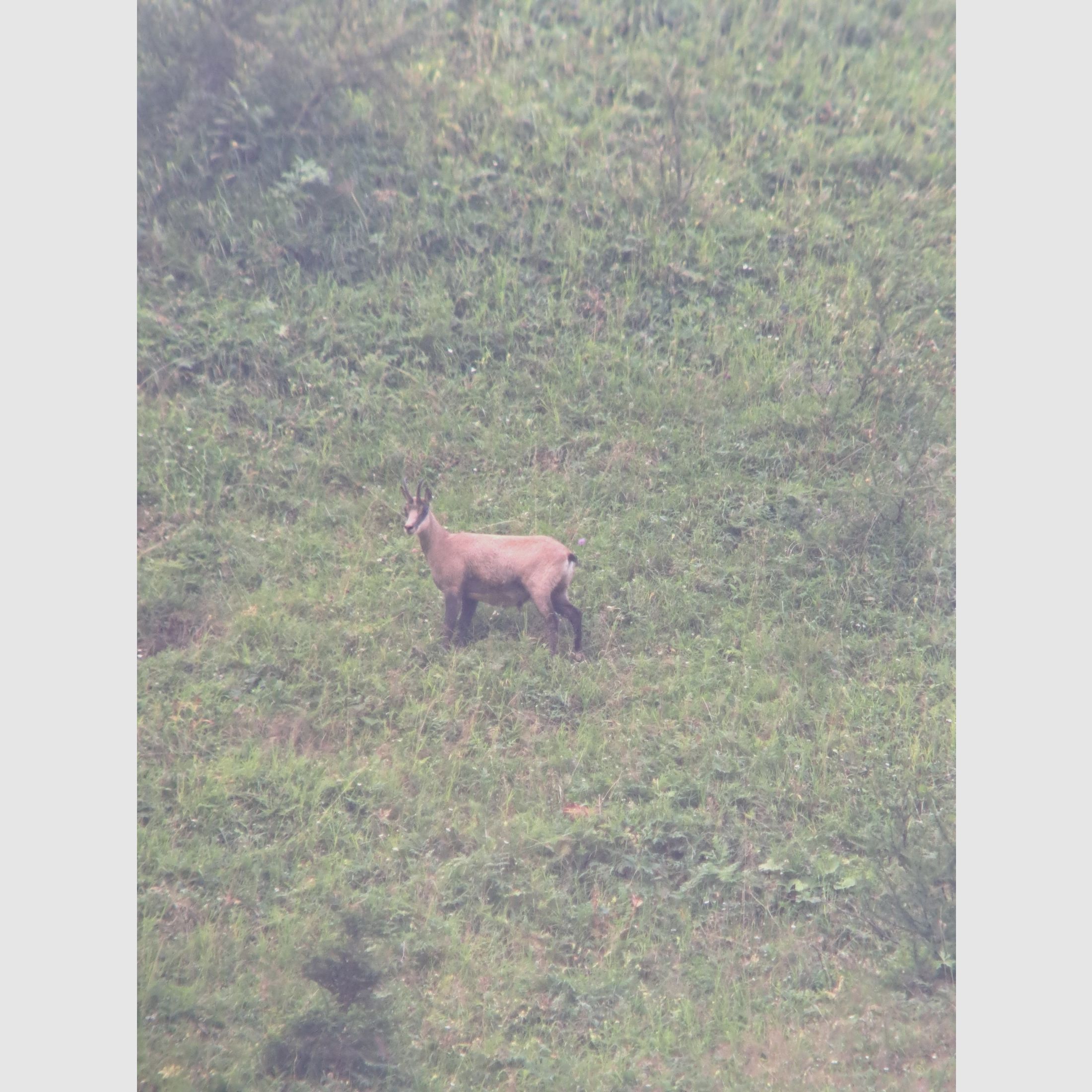 Swarovski Spektiv HD – Komplett-Set | Top-Zustand | 3.800 €