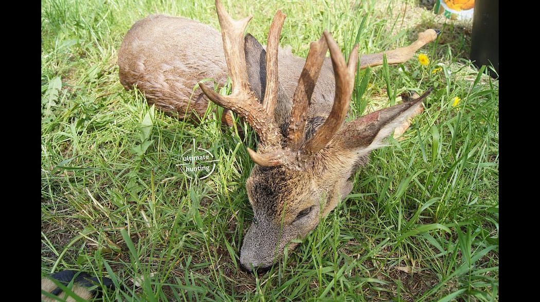 Roe buck hunting in Poland; bukkejagt i Polen (http://www.ultimatehunting.eu )