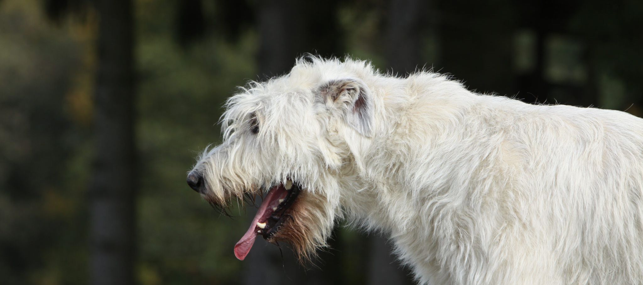 My dog is gagging - do I need to go to the vet?