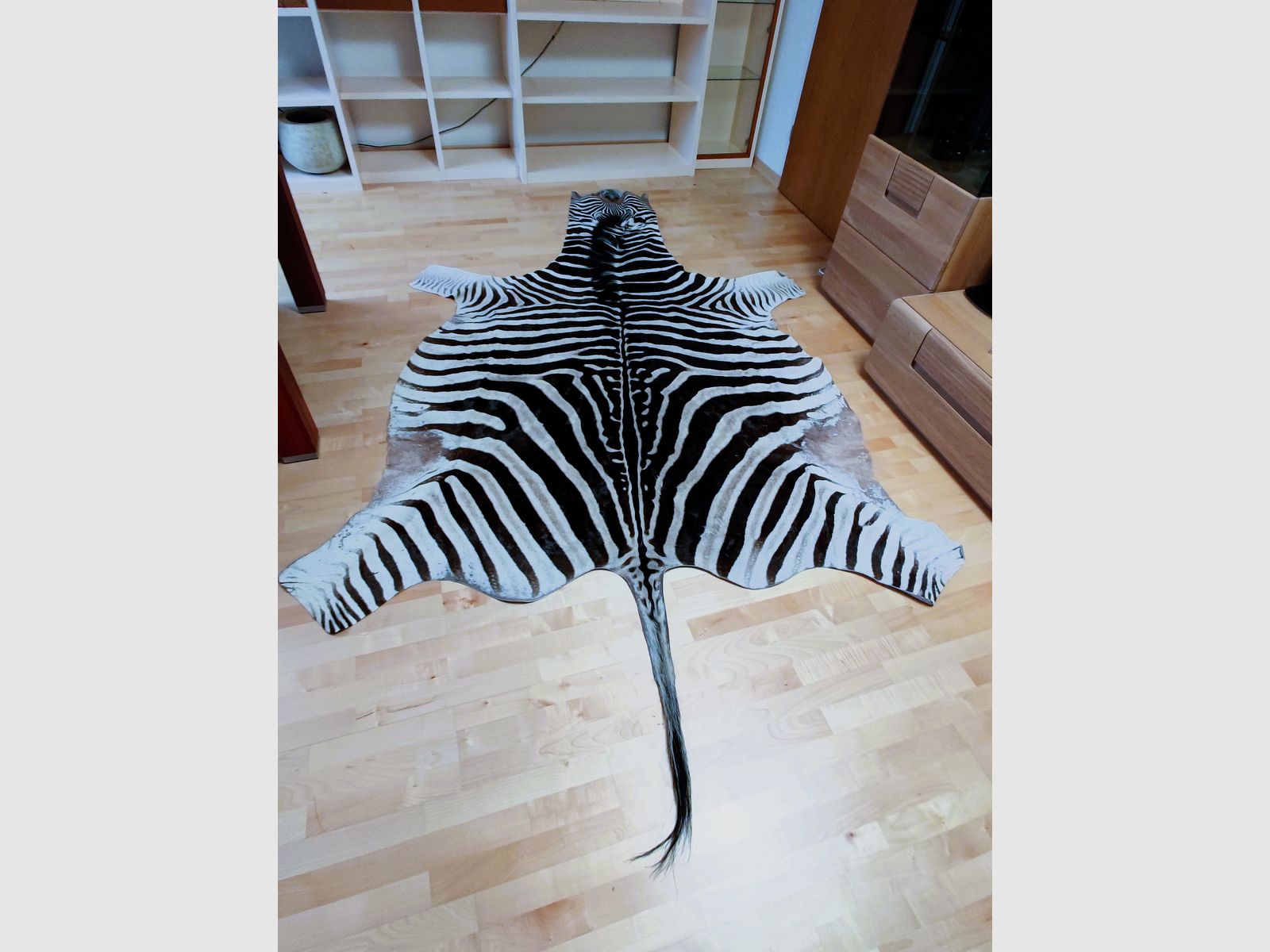 Echtes XXL Zebrafell aus Südafrika 325 cm UVP1999€