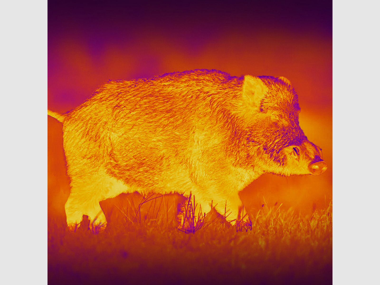 PARD PARD Predator 480 LRF warmtebeeld voorzetapparaat
