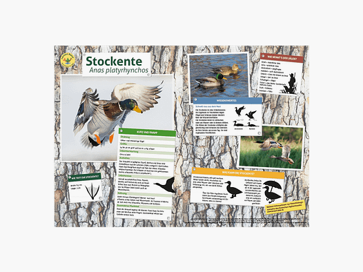 Lieu d'apprentissage nature - Tableau de canard colvert A3