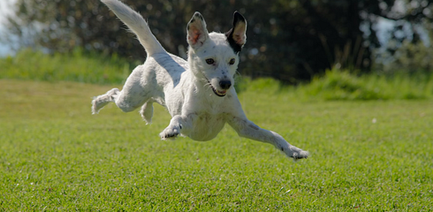 Dog run away - what to do?
