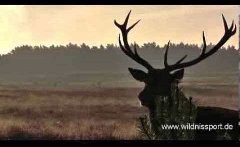 Brunftmorgen auf der Heide