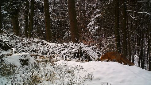 Jagderleben  Januar - März 2017, hunting in january to march, jakt, caza,