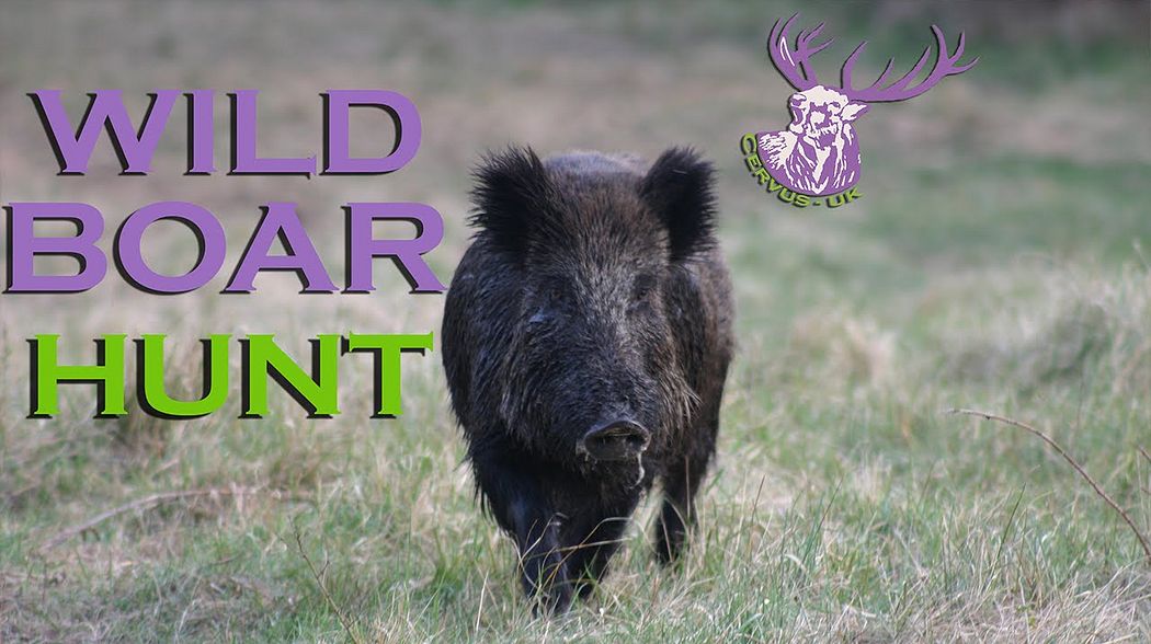 MEDAL CLASS CZECH WILD BOAR HUNT