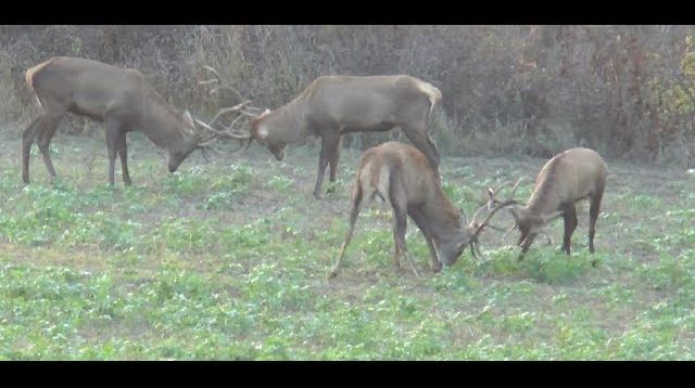 Ein Golmedaillenhirsch wird erlegt - Bulgarien- Teil 1!