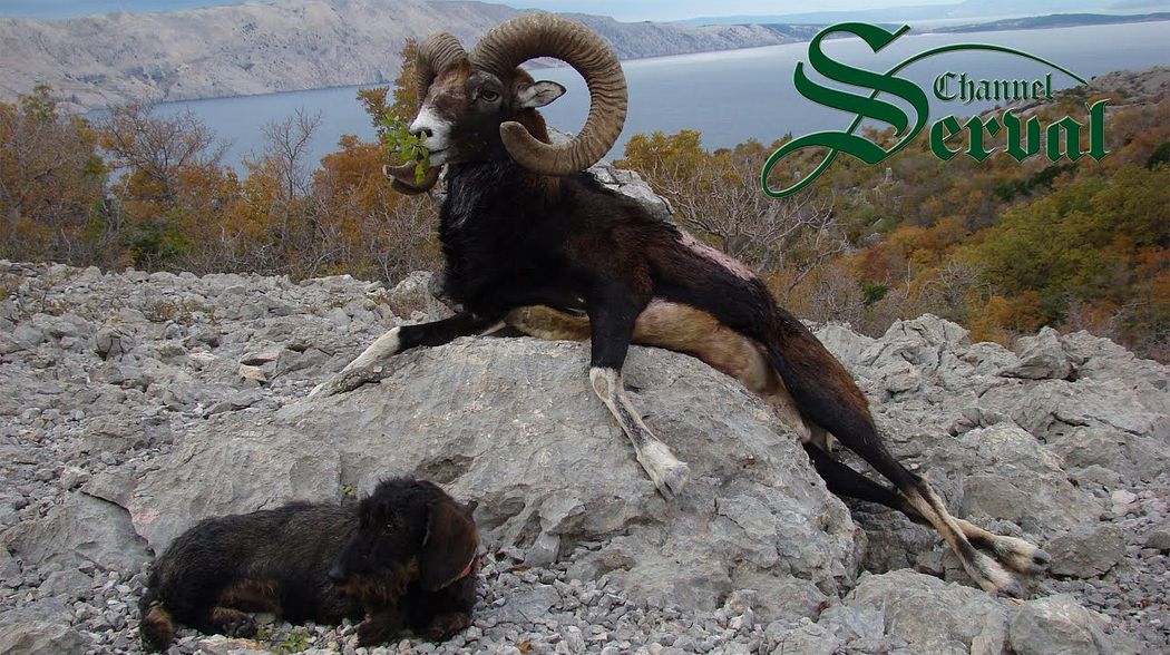 Hunting Mouflon  in the Croatian mountains