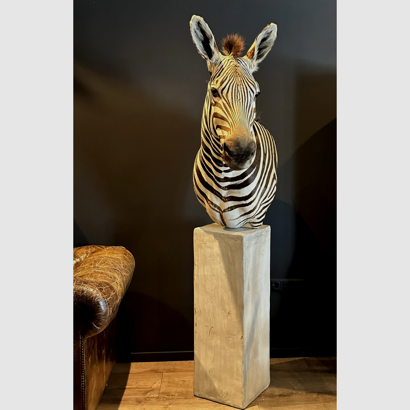 Zebra-Schulterpräparat, Bild 13 von 15