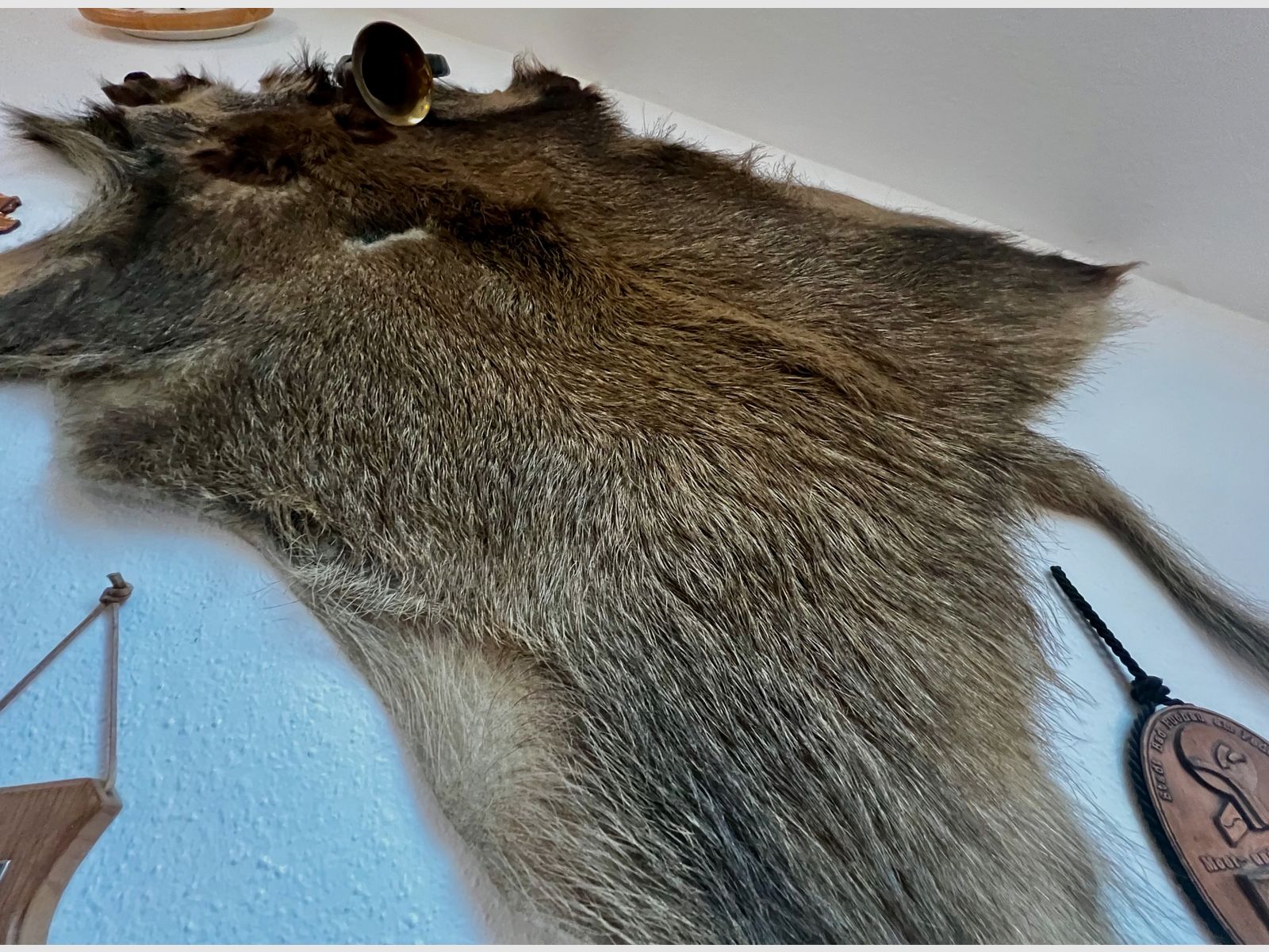 Hiver, sanglier, peau !, image 5 sur 8