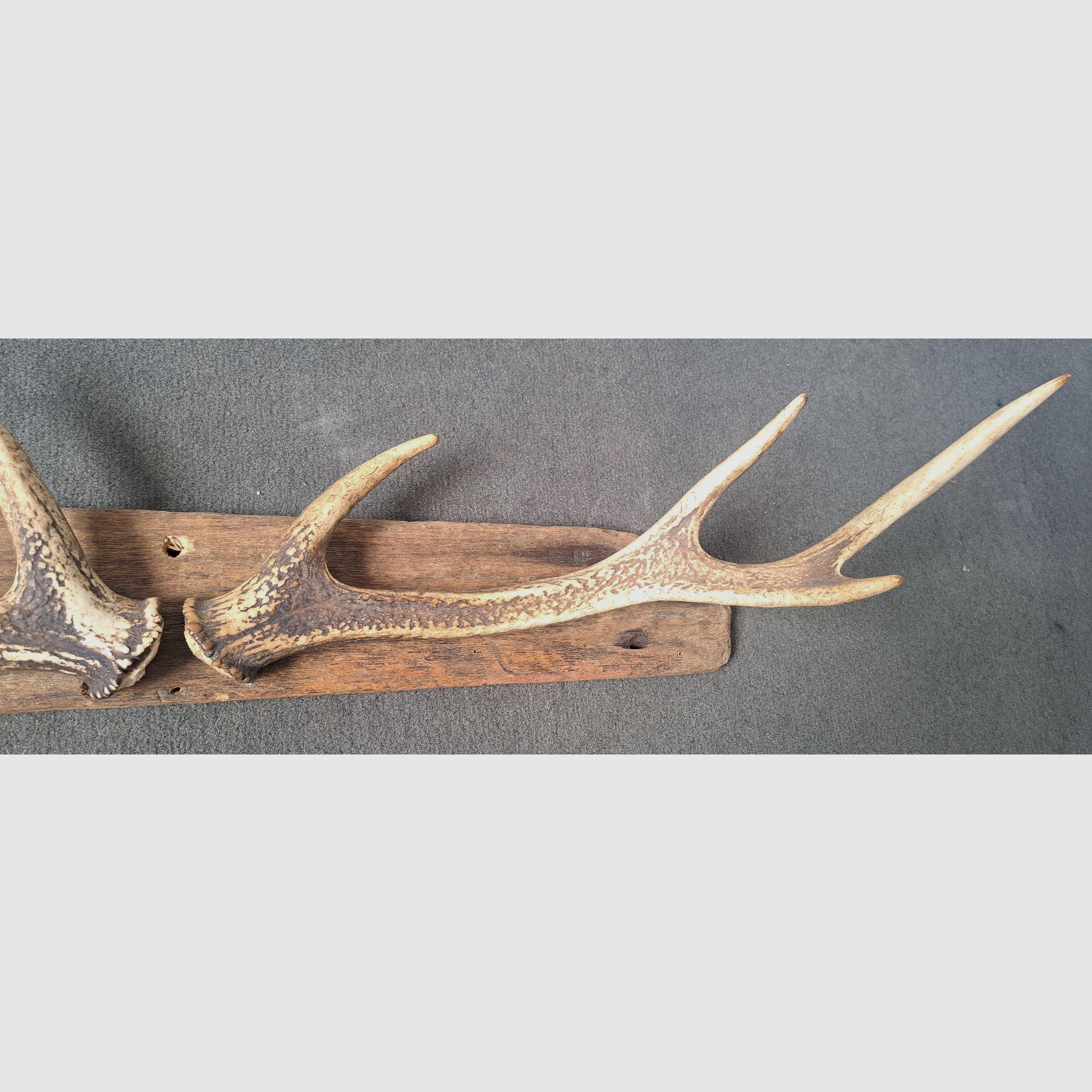 2x Sikawild Abwurfstange Geweih sur bois flotté