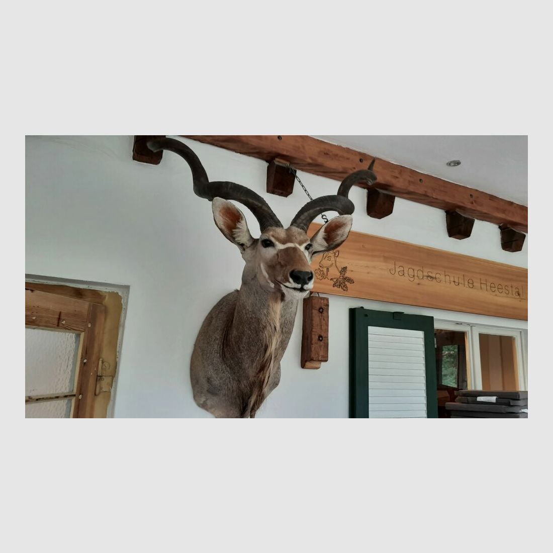 Kudu trofee Afrika beursstand decoratie preparaat taxidermie
