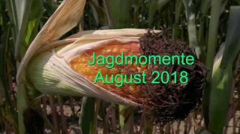 Jagdmomente im August 2018 - Hunting Moments in August