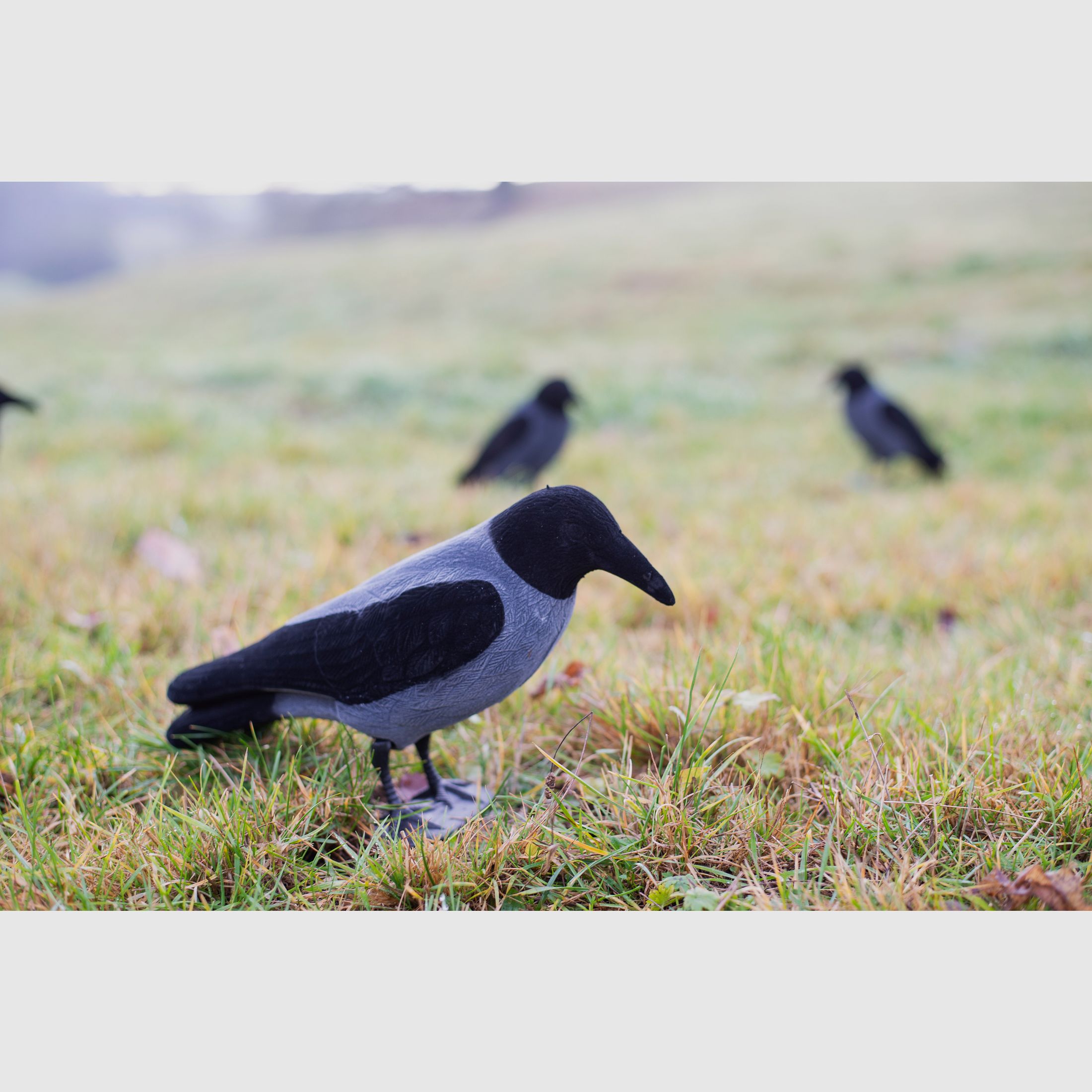 Beflockte Nebelkrähe Vollkörper