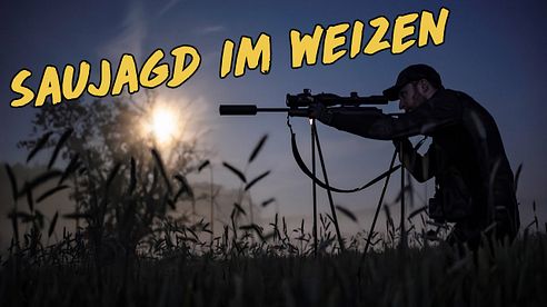 Saujagd im Weizen am Peenestrom