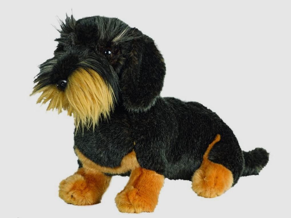 AKAH Rough-haired Dachshund