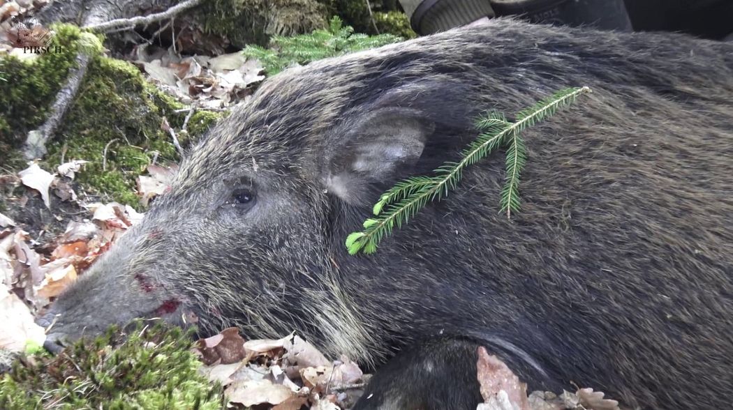 Jagd im Mai 2018 - Teil I auf Böcke und Sauen