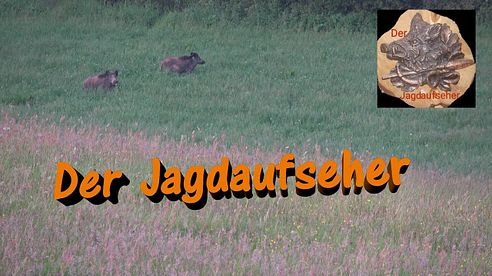 Jagd im Sommer auf Schwarzwild / Wild boar