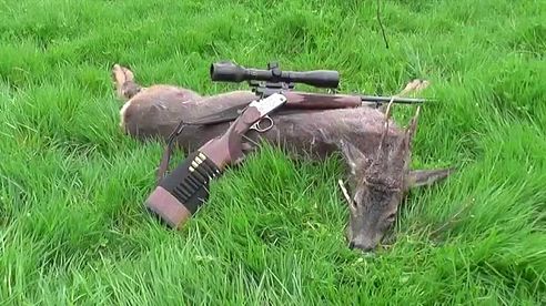 Bockjagd Mai/ Roebuck stalking with a Merkel K3 .243 Win