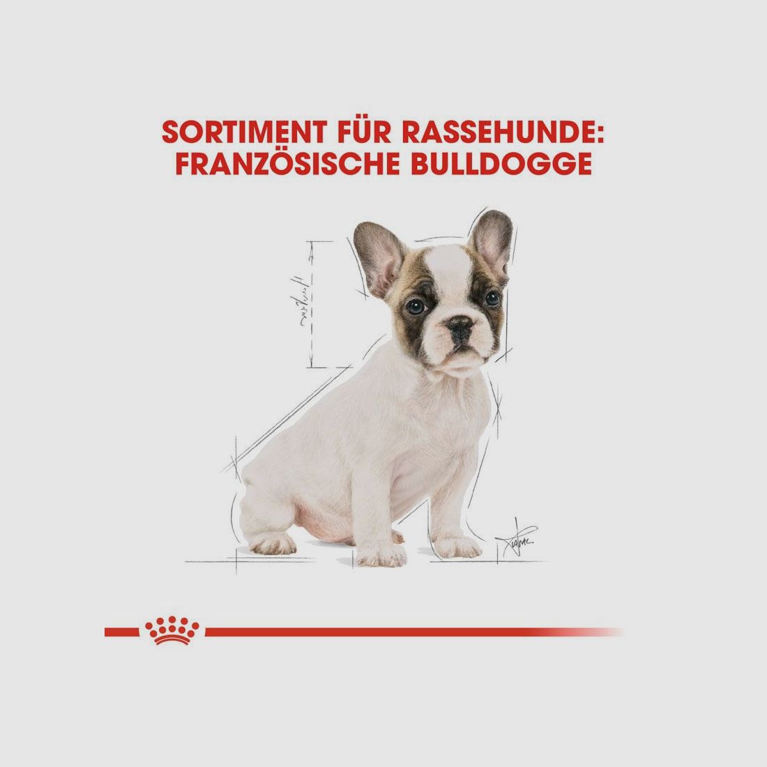 ROYAL CANIN Französische Bulldoggen Trockenfutter Welpen