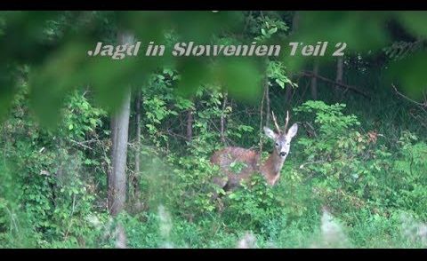 Spannende Pirsch in Slowenien