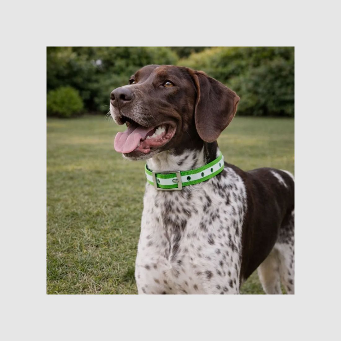 Leuchthalsband für Hunde 45 cm, Bild 1 von 6