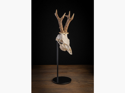 Waidmetall Soporte de trofeos Classic Round