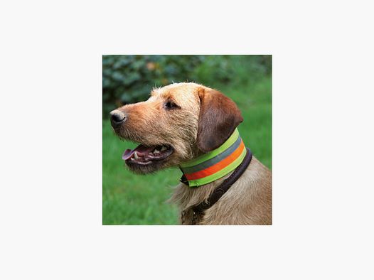 Reflektierendes Halsband