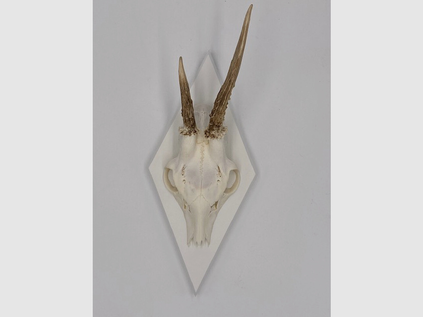 Horn board - trophy board roe deer Waldemar - color black, gray or white