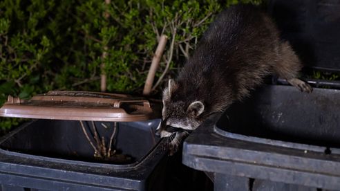 Mülltonnenfalle „WeKa City“ – urbane Fallenjagd neu gedacht