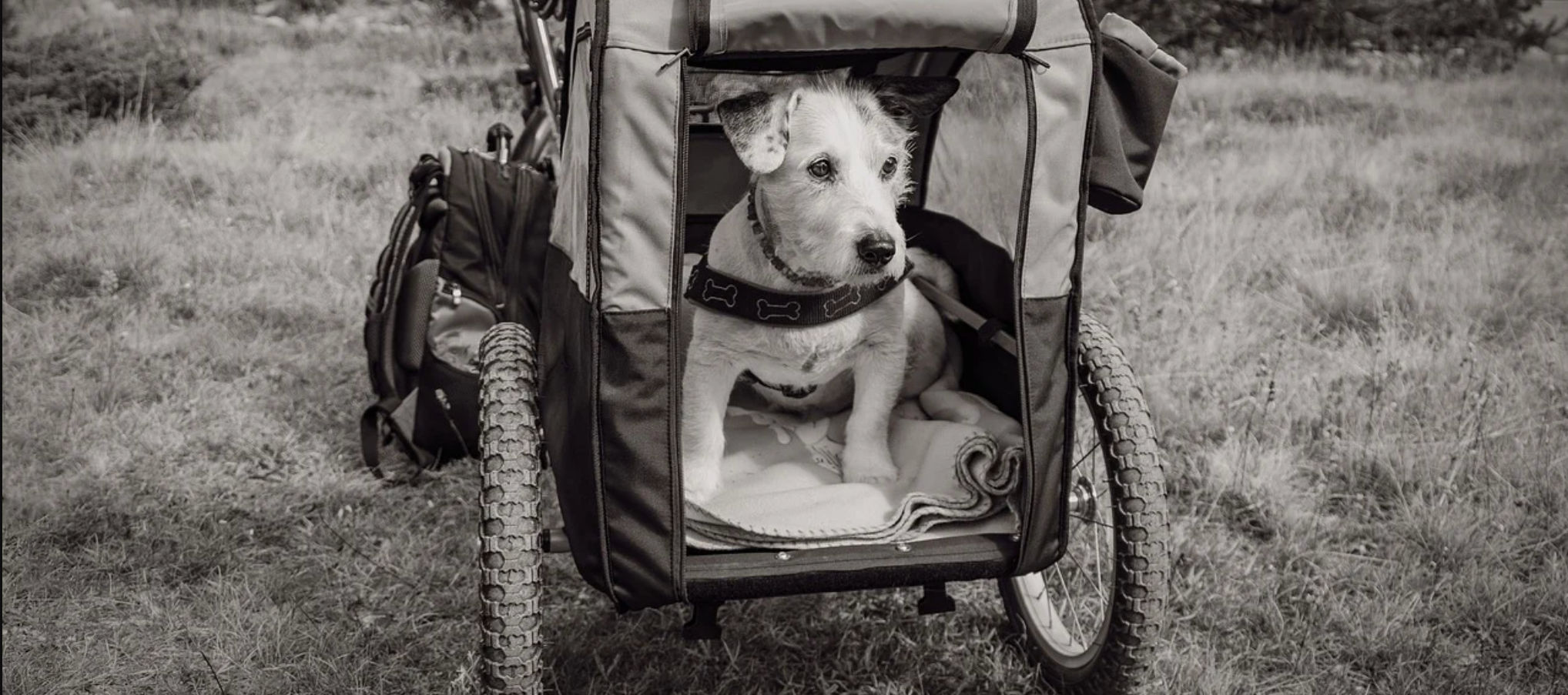 The Best Dog Carriers: A Comprehensive Review