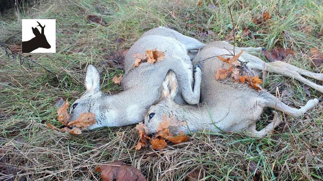 Stalking roe does - Polowanie na sarny kozy - Chasse au chevreuil