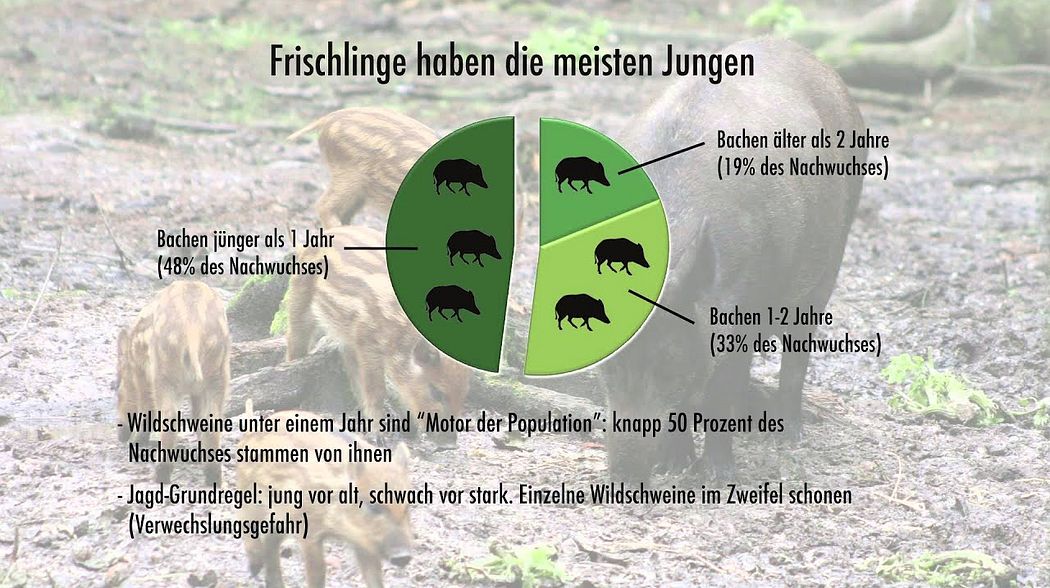 Erntejagd - Teil 2: gezielte Wildschweinjagd