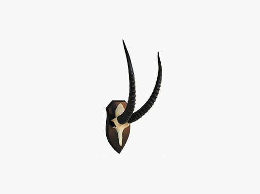 Trofeo di Roan Antelope