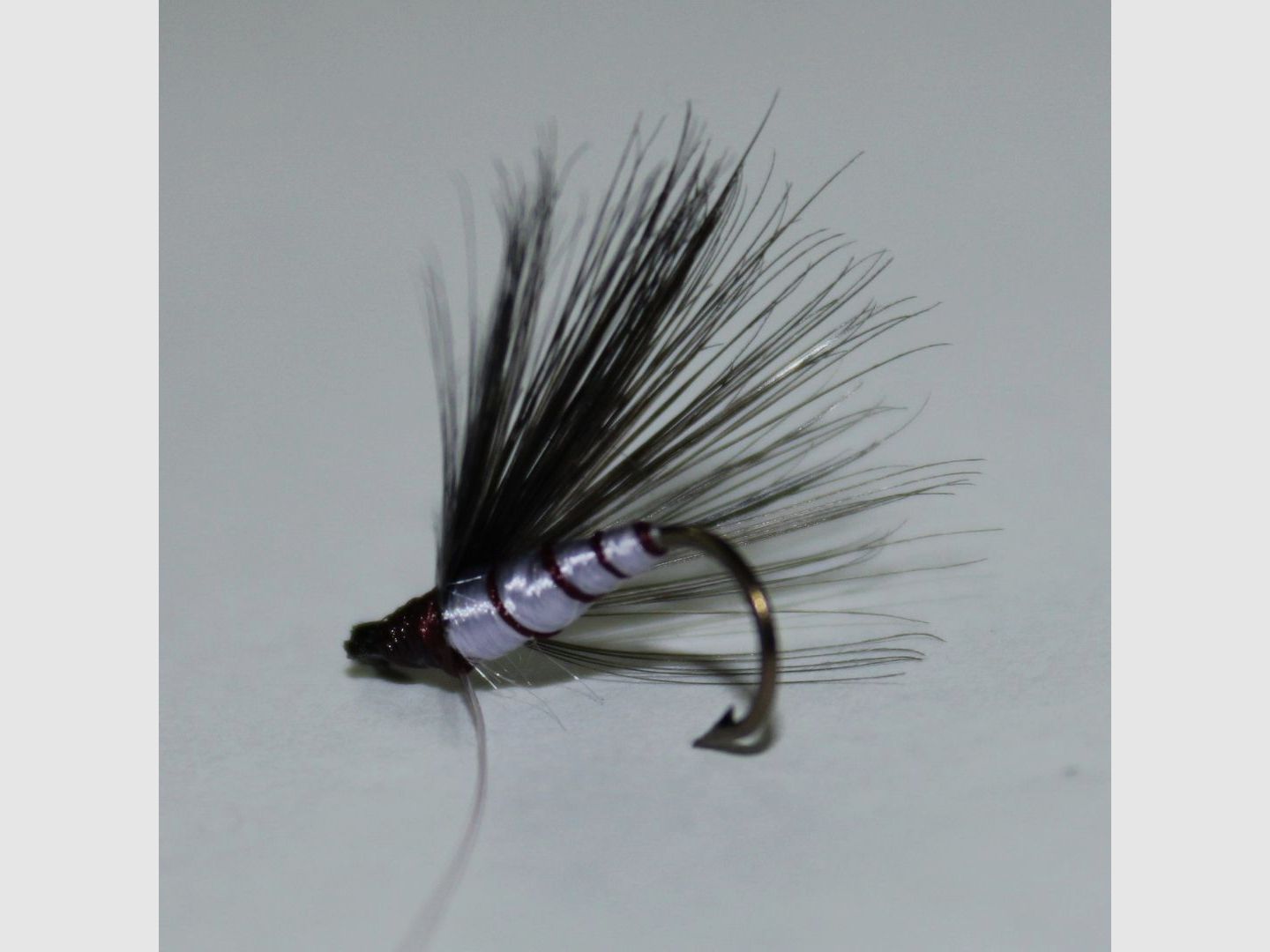 Mosca Viola Indiana